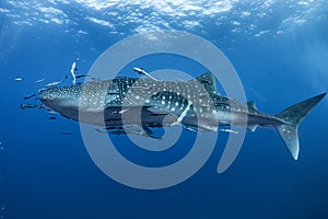 Giant Whale shark swimming underwater with scuba divers