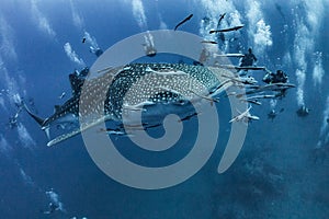 Giant Whale shark swimming underwater with scuba divers