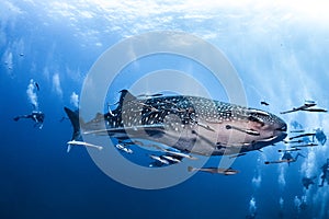 Giant Whale shark swimming underwater with scuba divers