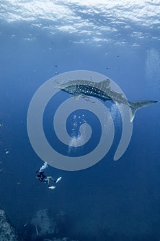 Giant Whale shark swimming underwater with scuba divers