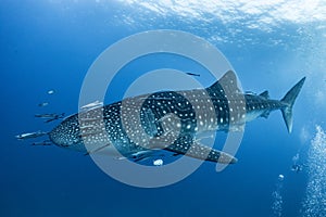 Giant Whale shark swimming underwater with scuba divers