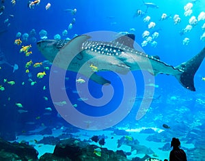Giant whale shark with various sea creatures at the georgia aquarium USA