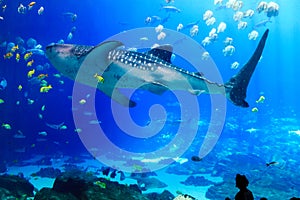 Giant whale shark with various sea creatures at the georgia aquarium USA