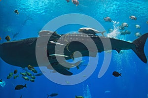 Giant whale shark with various sea creatures at the georgia aquarium USA