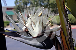 Giant white bird of paradise, Strelitzia nicolai, ornamental plant