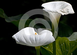 Giant white lillies