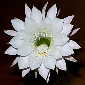 Giant White Night Blooming Echinopsis Cactus Flower