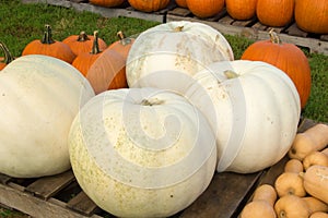 Giant White Pumkins