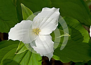 Giant White Trillium photo