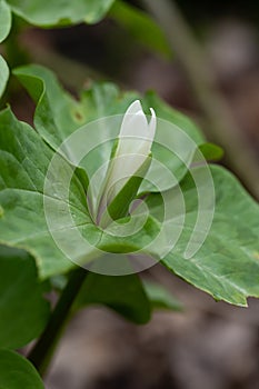 Giant white wakerobin Trillium albidum, budding white flower photo