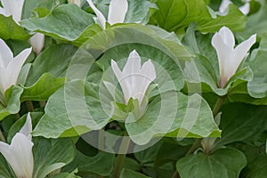 Giant white wakerobin Trillium albidum, close-up of flowering plants photo