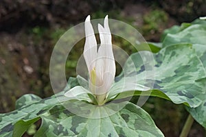 Giant white wakerobin Trillium albidum, white flower photo