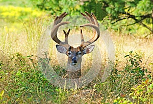 Giant Whitetail Buck In Velvet