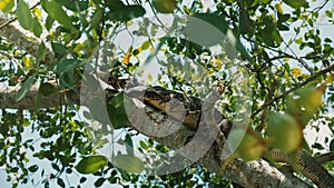 Giant wild Goanna monitor lizard resting on sunny exotic tree branch under bright sunshine in Sri Lanka national park.