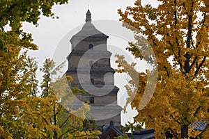 Giant Wild Goose Pagoda with foreground of autumn gingo trees, Xi`an, Shaanxi, China