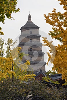 Giant Wild Goose Pagoda with foreground of autumn gingo trees, Xi`an, Shaanxi, China