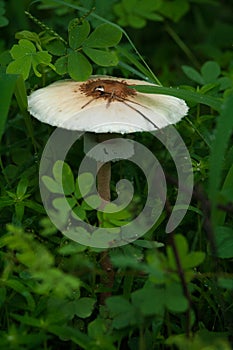 Giant wild mushroom in the jungle