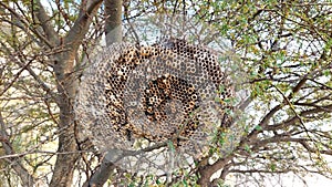 giant wild wasp larg nest