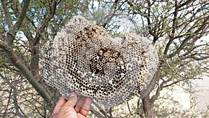 giant wild wasp larg nest