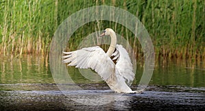 The giant wing span of the white Mute Swan