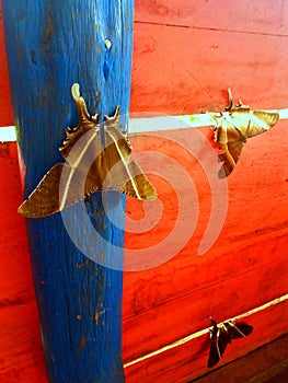 Giant Wood Moth at Tele Sumut