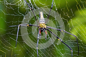 Giant wood spider