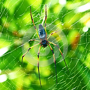 Giant wood spider - Nephila maculata / nephila pilipes