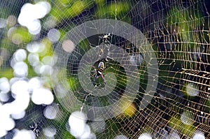 Giant wood spider or Nephila pilipes