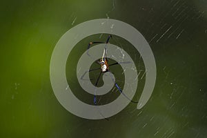 Giant Wood Spider Nephila pilipes in the Web