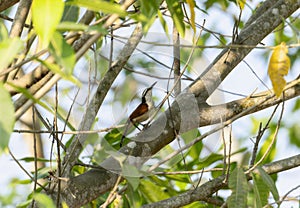 A giant wren Campylorhynchus chiapensis bird perched on a sturdy tree branch