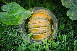 Giant yellow and green pumpkins between big green leafs growing