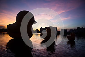 The giant yellow rubber ducks in evening