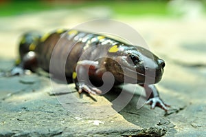 Giant Yellow Spotted Salamander