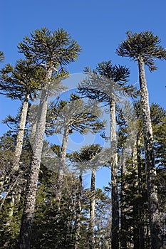 Giants araucaria photo