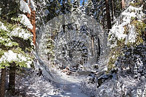 Giants Sequoias III photo
