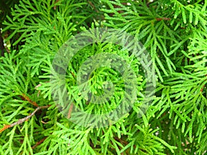 Giants Thuja green evergreen tree or Morpankhi is one of the five species of cedars. Arborvitae Green Giant.