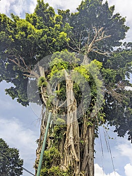 Gianttree green nature blue sky hd