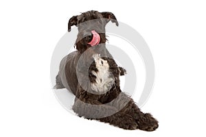 Giany Black Schnauzer Dog Licking Lips