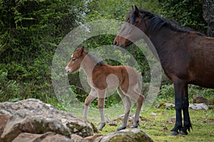 Giara horses graze in their natural environment, Giara di Gesturi,