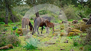 Giara horses graze in their natural environment, Giara di Gesturi,