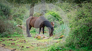 Giara horses graze in their natural environment, Giara di Gesturi,