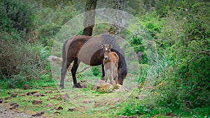 Giara horses graze in their natural environment, Giara di Gesturi,