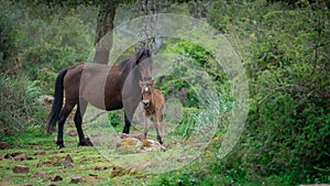 Giara horses graze in their natural environment, Giara di Gesturi,