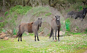 Giara horses graze in their natural environment, Giara di Gesturi,