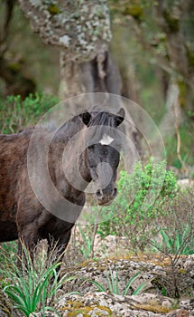 Giara horses graze in their natural environment, Giara di Gesturi,