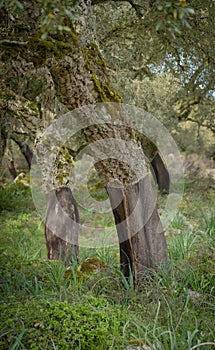 Giara horses graze in their natural environment, Giara di Gesturi,