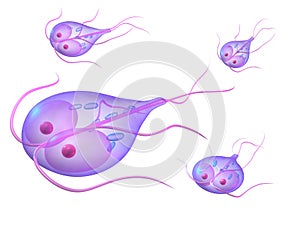 Giardia photo