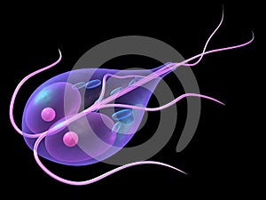 Giardia photo