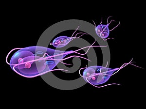 Giardia photo