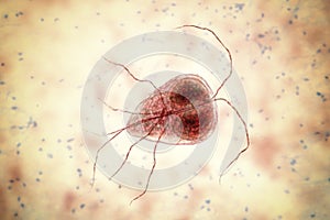 Giardia intestinalis protozoan